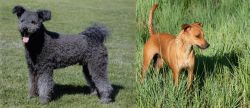 Pumi vs Africanis - Breed Comparison
