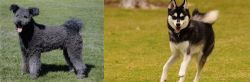 Pumi vs Alaskan Klee Kai - Breed Comparison