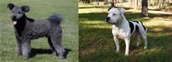 Pumi vs American Bulldog - Breed Comparison