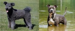 Pumi vs American Staffordshire Terrier - Breed Comparison