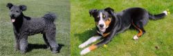 Pumi vs Appenzell Mountain Dog - Breed Comparison