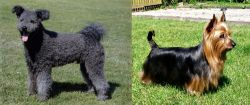 Pumi vs Australian Silky Terrier - Breed Comparison