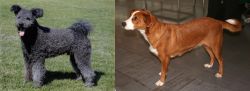 Pumi vs Austrian Pinscher - Breed Comparison