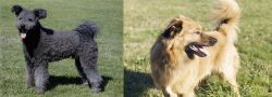 Pumi vs Basque Shepherd - Breed Comparison