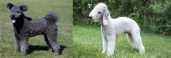 Pumi vs Bedlington Terrier - Breed Comparison