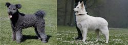 Pumi vs Berger Blanc Suisse - Breed Comparison