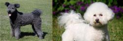 Pumi vs Bichon Frise - Breed Comparison