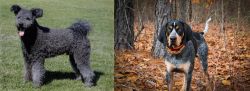 Pumi vs Bluetick Coonhound - Breed Comparison