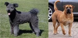 Pumi vs Boerboel - Breed Comparison