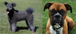 Pumi vs Boxer - Breed Comparison