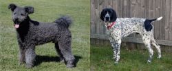 Pumi vs Braque d'Auvergne - Breed Comparison