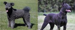 Pumi vs Canis Panther - Breed Comparison