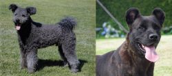 Pumi vs Cao Fila de Sao Miguel - Breed Comparison