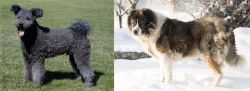 Pumi vs Caucasian Shepherd - Breed Comparison