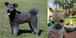 Pumi vs Chihuahua - Breed Comparison