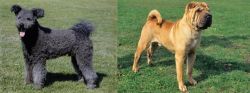 Pumi vs Chinese Shar Pei - Breed Comparison