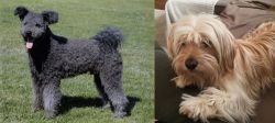 Pumi vs Cyprus Poodle - Breed Comparison