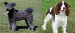 Pumi vs English Springer Spaniel - Breed Comparison