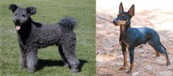 Pumi vs English Toy Terrier (Black & Tan) - Breed Comparison