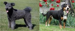 Pumi vs Entlebucher Mountain Dog - Breed Comparison