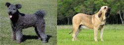 Pumi vs Fila Brasileiro - Breed Comparison
