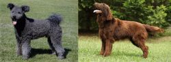 Pumi vs Flat-Coated Retriever - Breed Comparison