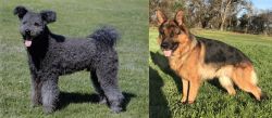 Pumi vs German Shepherd - Breed Comparison