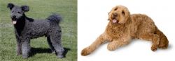 Pumi vs Golden Doodle - Breed Comparison