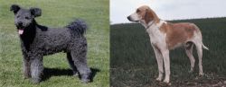 Pumi vs Grand Anglo-Francais Blanc et Orange - Breed Comparison