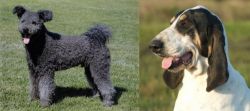 Pumi vs Grand Gascon Saintongeois - Breed Comparison