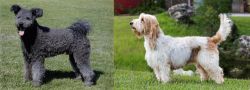 Pumi vs Grand Griffon Vendeen - Breed Comparison