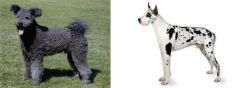 Pumi vs Great Dane - Breed Comparison