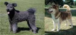 Pumi vs Greenland Dog - Breed Comparison