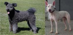 Pumi vs Gull Terr - Breed Comparison