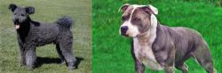 Pumi vs Irish Staffordshire Bull Terrier - Breed Comparison