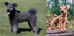 Pumi vs Irish Terrier - Breed Comparison