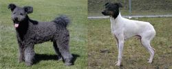 Pumi vs Japanese Terrier - Breed Comparison