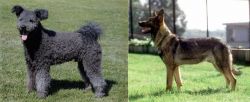 Pumi vs Kunming Dog - Breed Comparison