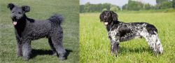 Pumi vs Large Munsterlander - Breed Comparison