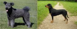 Pumi vs Latvian Hound - Breed Comparison