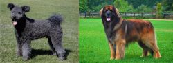 Pumi vs Leonberger - Breed Comparison