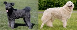 Pumi vs Maremma Sheepdog - Breed Comparison