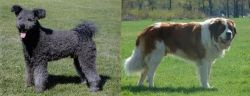 Pumi vs Moscow Watchdog - Breed Comparison