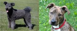 Pumi vs Mountain Cur - Breed Comparison