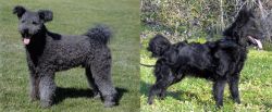 Pumi vs Mudi - Breed Comparison
