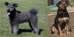 Pumi vs New Zealand Huntaway - Breed Comparison