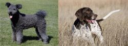 Pumi vs Old Danish Pointer - Breed Comparison