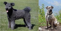 Pumi vs Perro Cimarron - Breed Comparison