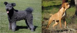 Pumi vs Portuguese Pointer - Breed Comparison