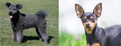 Pumi vs Prazsky Krysarik - Breed Comparison